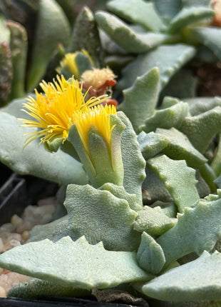 Stomatium pyrodorum