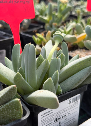 Cheiridopsis umdausensis