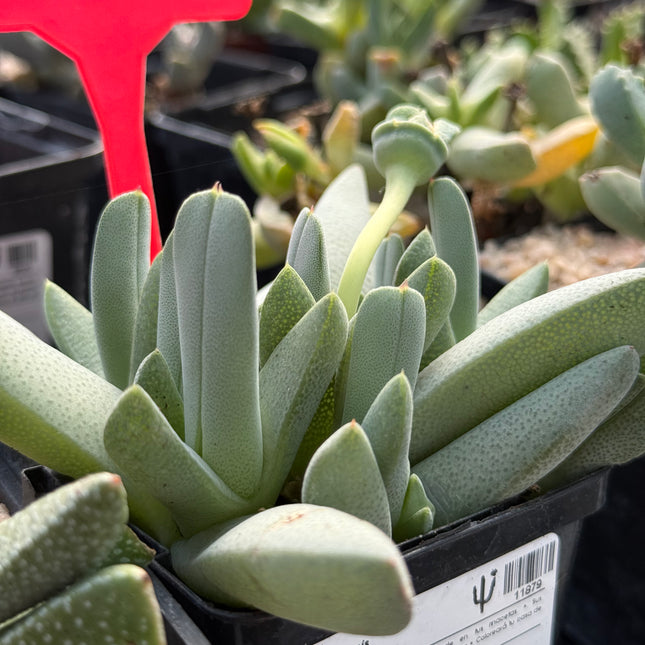 Cheiridopsis umdausensis