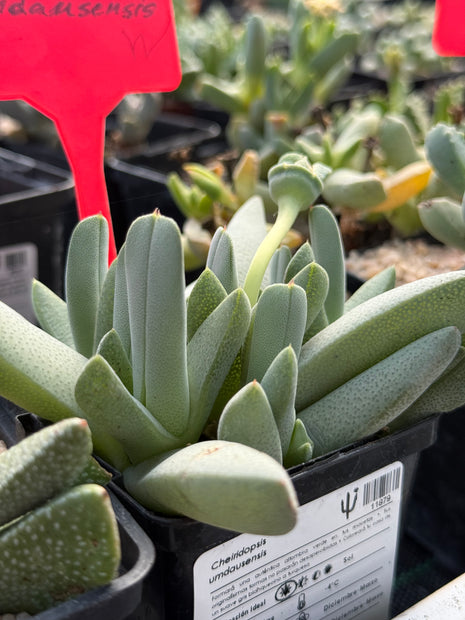 Cheiridopsis umdausensis