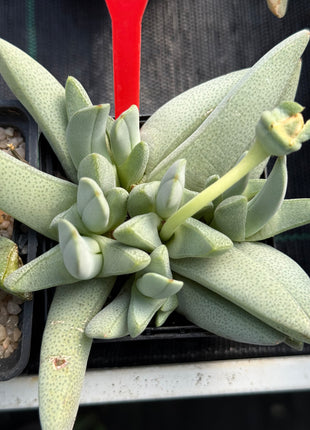 Cheiridopsis umdausensis