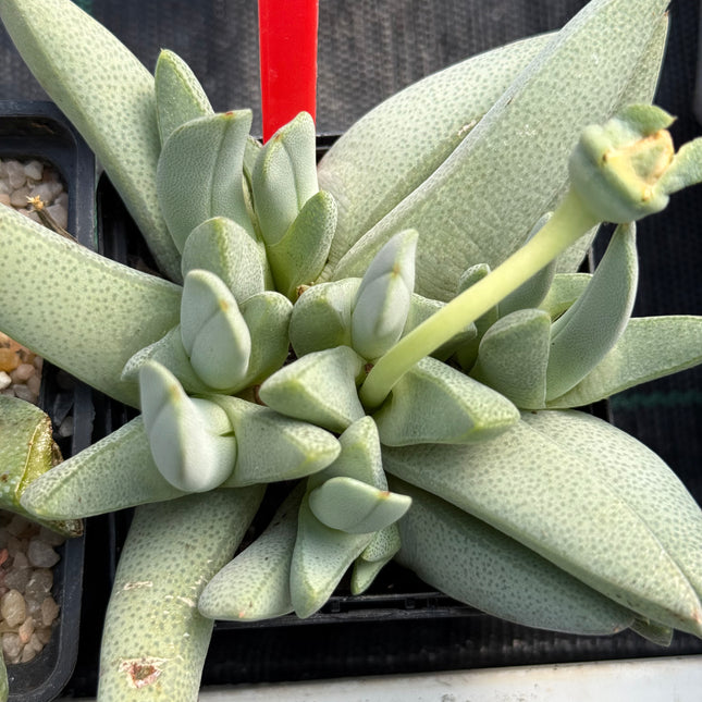 Cheiridopsis umdausensis