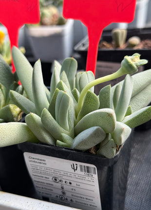 Cheiridopsis umdausensis