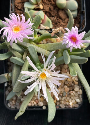 Khadia acutipetala