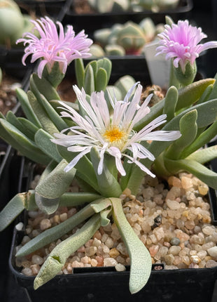 Khadia acutipetala
