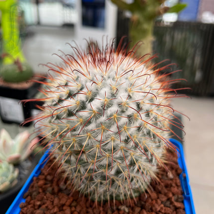 Mammillaria bombycina