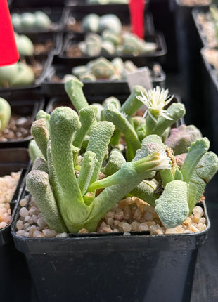 Stomatium niveum