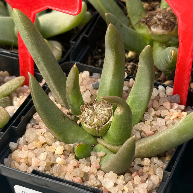 Glottiphyllum parvifolium