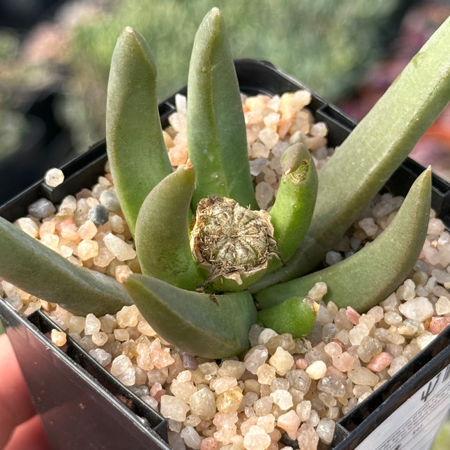 Glottiphyllum parvifolium