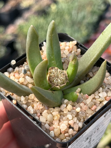 Glottiphyllum parvifolium