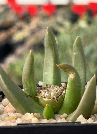 Glottiphyllum parvifolium