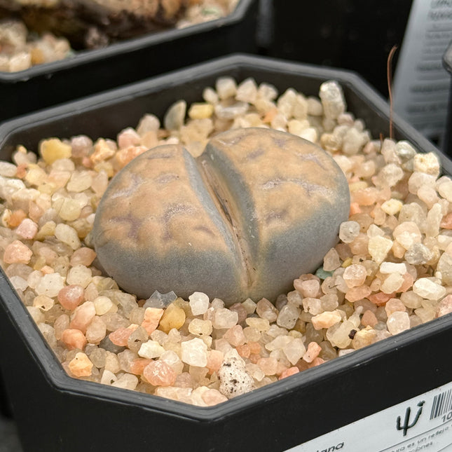 Lithops karasmontana var. opalina