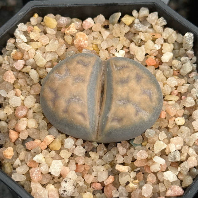 Lithops karasmontana var. opalina