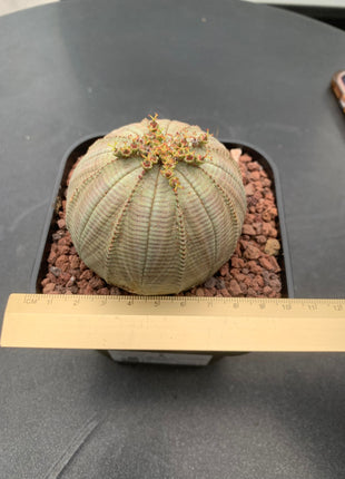 Euphorbia fettleibig ♀ &amp; ♂
