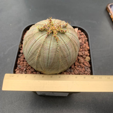 Euphorbia fettleibig ♀ &amp; ♂