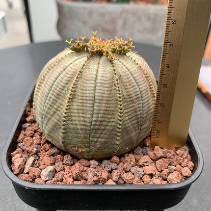 Euphorbia fettleibig ♀ &amp; ♂