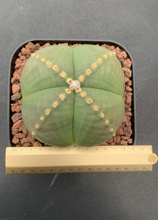 Astrophytum myriostigma 'Quadricostatum' nudum f. strongylogonum