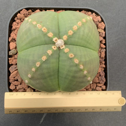 Astrophytum myriostigma 'Quadricostatum' nudum f. strongylogonum