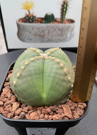 Astrophytum myriostigma 'Quadricostatum' nudum f. strongylogonum