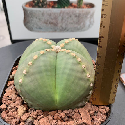 Astrophytum myriostigma 'Quadricostatum' nudum f. strongylogonum