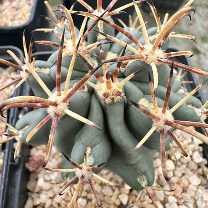 Glandulicactus crassihamatus