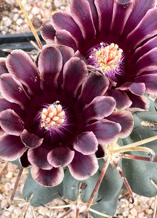 Glandulicactus crassihamatus
