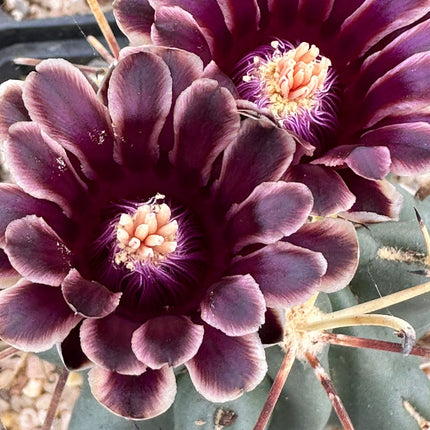 Glandulicactus crassihamatus