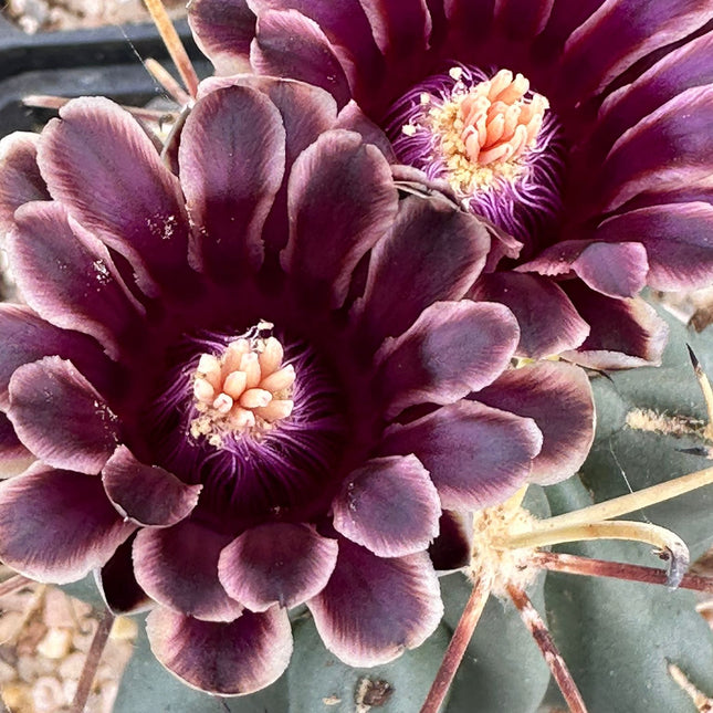 Glandulicactus crassihamatus