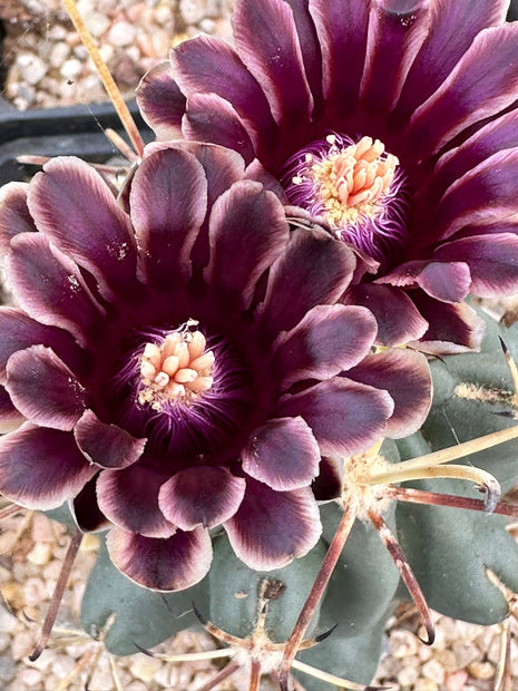 Glandulicactus crassihamatus