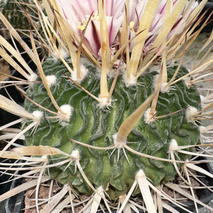 Echinofossulocactus crispatus f. Long Horn