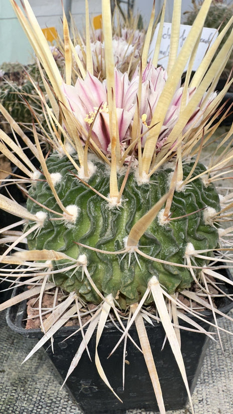 Echinofossulocactus crispatus f. Long Horn
