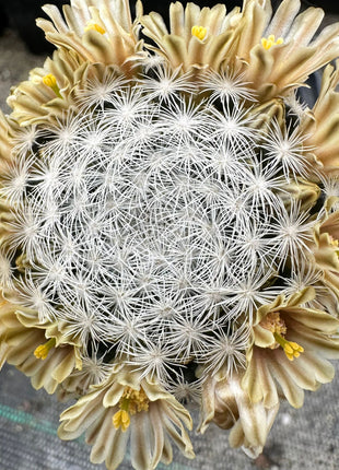 Mammillaria lasiacantha var. nackt