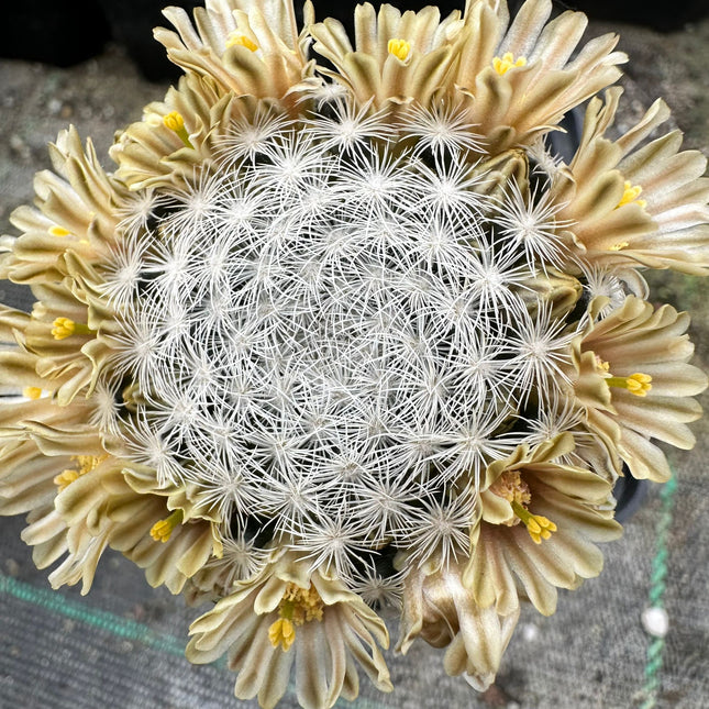 Mammillaria lasiacantha