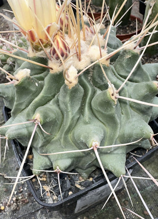 Thelocactus rinconensis (Flor Amarilla)