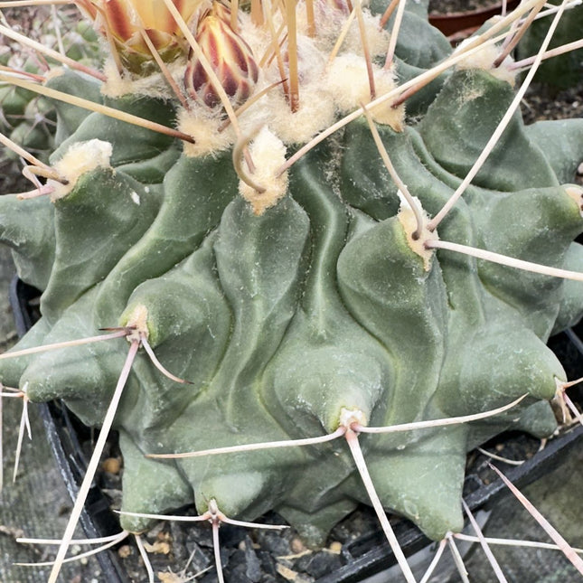 Thelocactus rinconensis (Flor Amarilla)