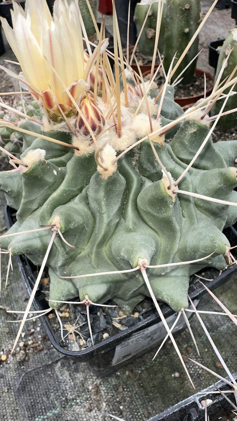 Thelocactus rinconensis (Flor Amarilla)