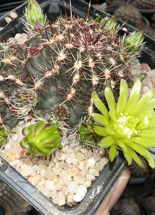 Echinocereus viridiflorus
