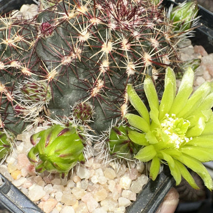 Echinocereus viridiflorus