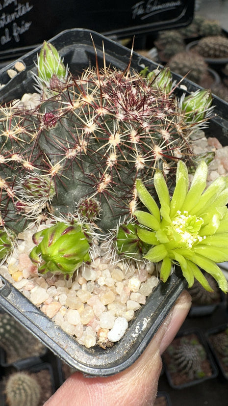 Echinocereus viridiflorus