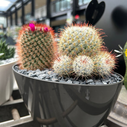 Cactus Composition #12