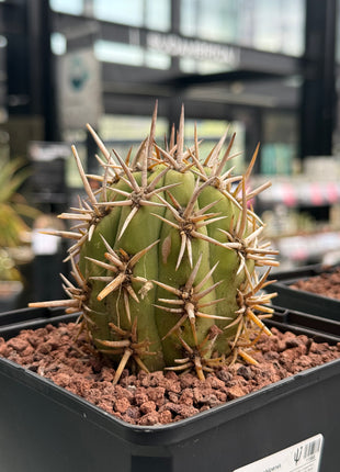 Trichocereus chiloensis