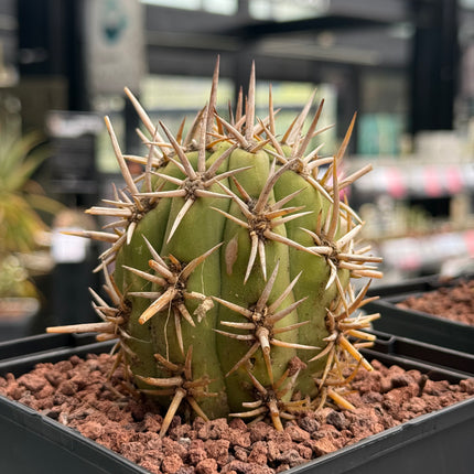 Trichocereus chiloensis