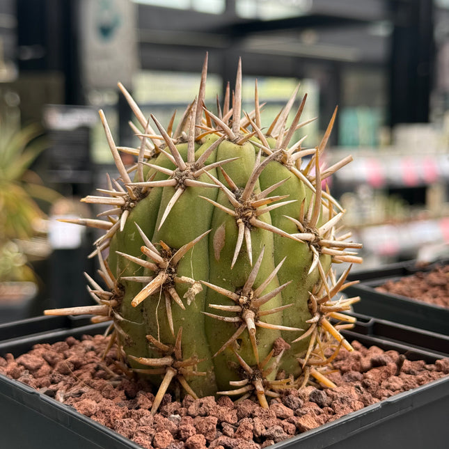 Trichocereus chiloensis