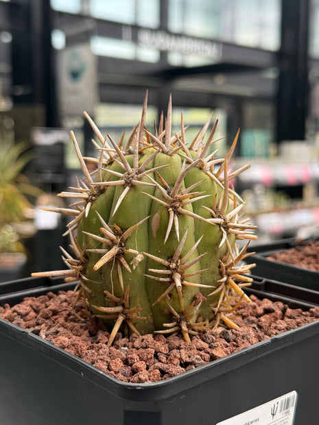 Trichocereus chiloensis