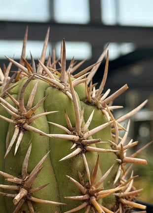 Trichocereus chiloensis