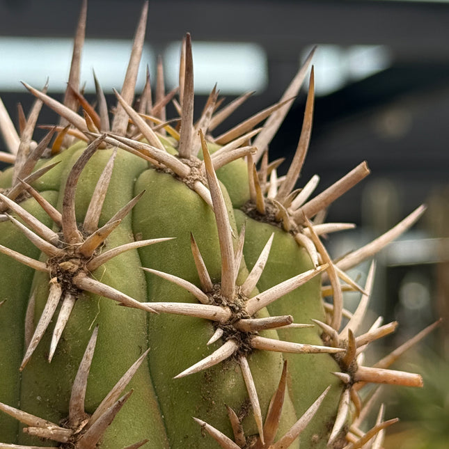Trichocereus chiloensis