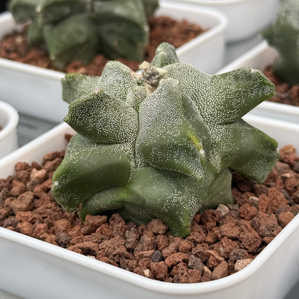 Astrophytum myriostigma ‘Onzuka Kikko’