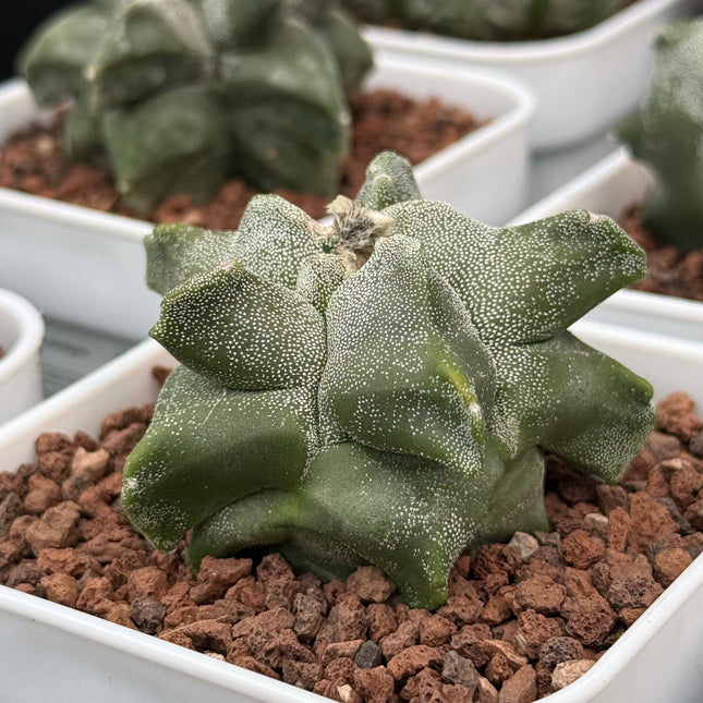 Astrophytum myriostigma ‘Onzuka Kikko’
