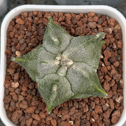 Astrophytum myriostigma ‘Onzuka Kikko’