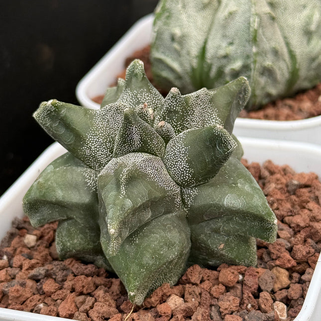 Astrophytum myriostigma ‘Onzuka Kikko’